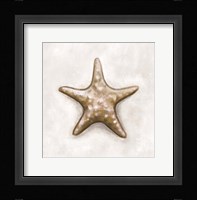 Shell IV Framed Print