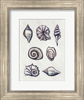 Shells I Fine Art Print