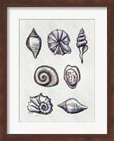 Shells I Fine Art Print