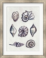 Shells II Fine Art Print