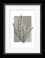 Sage Floral II Fine Art Print