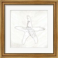 Coastal Starfish Fine Art Print