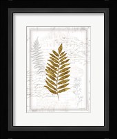 Ferns Framed Print