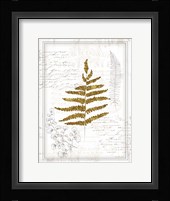 Ferns II Framed Print