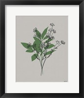 Line Botanical I Framed Print