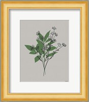 Line Botanical I Fine Art Print