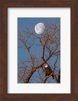 Eagle Moon Fine Art Print