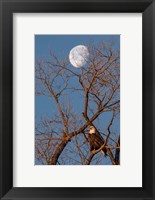 Eagle Moon Fine Art Print