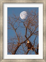 Eagle Moon Fine Art Print