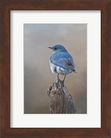 Mountain Bluebird Fine Art Print