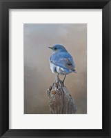 Mountain Bluebird Fine Art Print