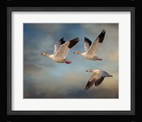 Snow Geese Fine Art Print