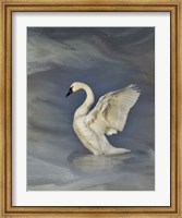 Tundra Swan Fine Art Print