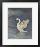 Tundra Swan Fine Art Print