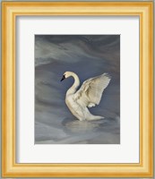 Tundra Swan Fine Art Print