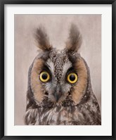 Long-Eared Owl Fine Art Print
