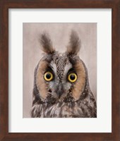 Long-Eared Owl Fine Art Print