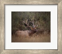 Bull Elk Fine Art Print