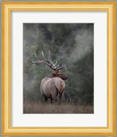 Bull Elk II Fine Art Print