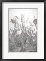 Tulips I Fine Art Print