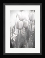 Tulips II Framed Print