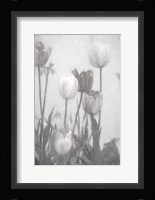 Tulips III Framed Print