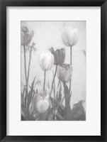 Tulips III Framed Print