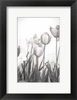 Tulips IV Fine Art Print