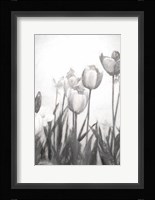 Tulips IV Framed Print