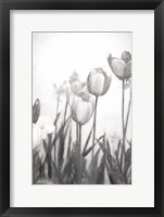 Tulips IV Framed Print