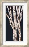 Birch Tree II Fine Art Print