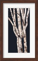 Birch Tree II Fine Art Print