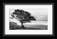 Bonsai Tree Fine Art Print