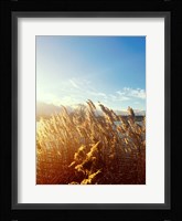 Beach Grass Fine Art Print