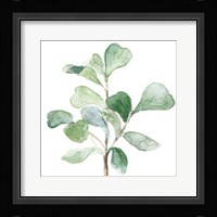 Fiddle Fig Leaf Plant I Framed Print