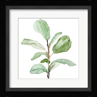 Fiddle Fig Leaf Plant II Framed Print