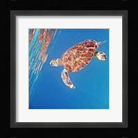 Underwater Depths II Framed Print