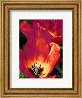 Romantic Tulips I Fine Art Print