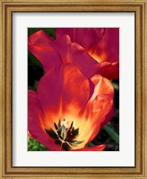 Romantic Tulips I Fine Art Print