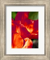 Romantic Tulips II Fine Art Print