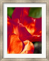 Romantic Tulips II Fine Art Print