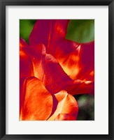 Romantic Tulips II Framed Print