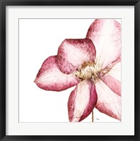 Rouge Plum Flowers I Fine Art Print