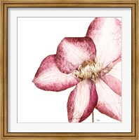 Rouge Plum Flowers I Fine Art Print