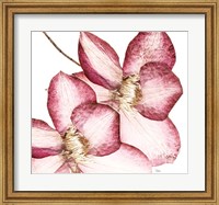 Rouge Plum Flowers II Fine Art Print