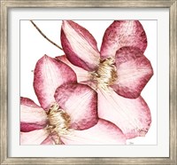 Rouge Plum Flowers II Fine Art Print
