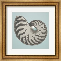 Noir Shell on Teal I Fine Art Print