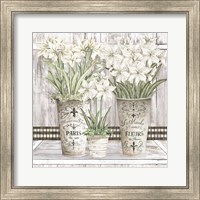 Amaryllis Multi Pots Fine Art Print