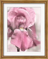 Pink Iris Fine Art Print