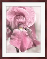 Pink Iris Fine Art Print
